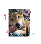 柴犬のつむぎです！（個別スタンプ：5）