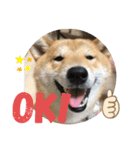 柴犬のつむぎです！（個別スタンプ：6）