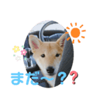 柴犬のつむぎです！（個別スタンプ：7）