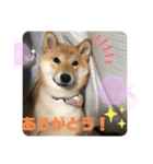 柴犬のつむぎです！（個別スタンプ：8）