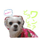 ワンの気持ち♪ 4（個別スタンプ：5）