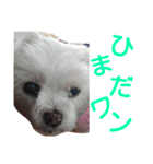 ワンの気持ち♪ 4（個別スタンプ：6）