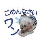 ワンの気持ち♪ 4（個別スタンプ：7）