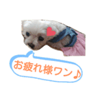 ワンの気持ち♪ 4（個別スタンプ：8）