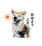 秋田犬くりの日常スタンプ(増量版)（個別スタンプ：1）