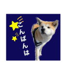 秋田犬くりの日常スタンプ(増量版)（個別スタンプ：3）