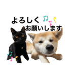 秋田犬くりの日常スタンプ(増量版)（個別スタンプ：4）