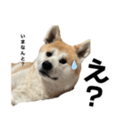 秋田犬くりの日常スタンプ(増量版)（個別スタンプ：6）