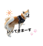 秋田犬くりの日常スタンプ(増量版)（個別スタンプ：9）