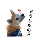 秋田犬くりの日常スタンプ(増量版)（個別スタンプ：11）