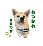 秋田犬くりの日常スタンプ(増量版)（個別スタンプ：12）