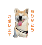 秋田犬くりの日常スタンプ(増量版)（個別スタンプ：13）
