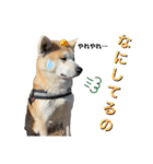 秋田犬くりの日常スタンプ(増量版)（個別スタンプ：14）