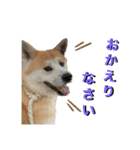秋田犬くりの日常スタンプ(増量版)（個別スタンプ：15）
