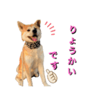 秋田犬くりの日常スタンプ(増量版)（個別スタンプ：16）