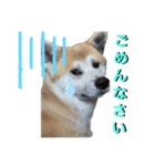 秋田犬くりの日常スタンプ(増量版)（個別スタンプ：18）
