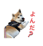 秋田犬くりの日常スタンプ(増量版)（個別スタンプ：19）