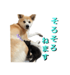 秋田犬くりの日常スタンプ(増量版)（個別スタンプ：20）