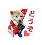 秋田犬くりの日常スタンプ(増量版)（個別スタンプ：21）