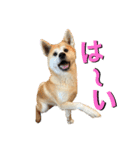 秋田犬くりの日常スタンプ(増量版)（個別スタンプ：22）