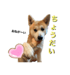 秋田犬くりの日常スタンプ(増量版)（個別スタンプ：24）