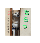 秋田犬くりの日常スタンプ(増量版)（個別スタンプ：25）