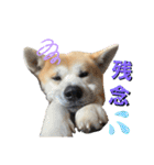秋田犬くりの日常スタンプ(増量版)（個別スタンプ：26）