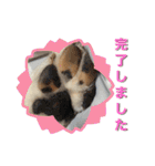 秋田犬くりの日常スタンプ(増量版)（個別スタンプ：28）