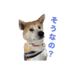 秋田犬くりの日常スタンプ(増量版)（個別スタンプ：29）