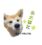秋田犬くりの日常スタンプ(増量版)（個別スタンプ：30）