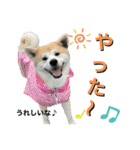 秋田犬くりの日常スタンプ(増量版)（個別スタンプ：31）
