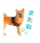 秋田犬くりの日常スタンプ(増量版)（個別スタンプ：32）