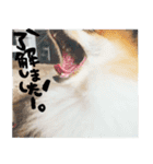 タルトスタジオ（個別スタンプ：19）