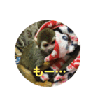 れんとリリィのリスザルスタンプ（個別スタンプ：11）