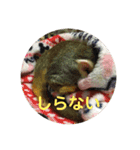 れんとリリィのリスザルスタンプ（個別スタンプ：14）