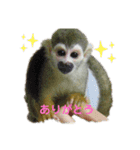 れんとリリィのリスザルスタンプ（個別スタンプ：22）