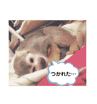 れんとリリィのリスザルスタンプ（個別スタンプ：23）