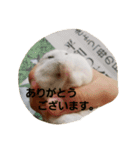 ハムのスーちゃん♡（個別スタンプ：2）