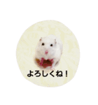 ハムのスーちゃん♡（個別スタンプ：4）