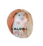 ハムのスーちゃん♡（個別スタンプ：5）