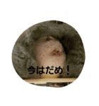 ハムのスーちゃん♡（個別スタンプ：7）