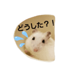 ハムのスーちゃん♡（個別スタンプ：8）