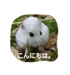 ハムのスーちゃん♡（個別スタンプ：11）