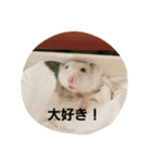 ハムのスーちゃん♡（個別スタンプ：16）