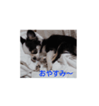 ワンちゃんSTAMP！（個別スタンプ：6）