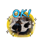 ワンちゃんSTAMP！（個別スタンプ：7）