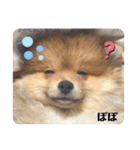 ポメ穂々の愉快な1日（個別スタンプ：12）