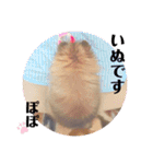 ポメ穂々の愉快な1日（個別スタンプ：13）