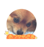 ポメ穂々の愉快な1日（個別スタンプ：16）