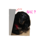 ダックスフントまろろ（個別スタンプ：1）